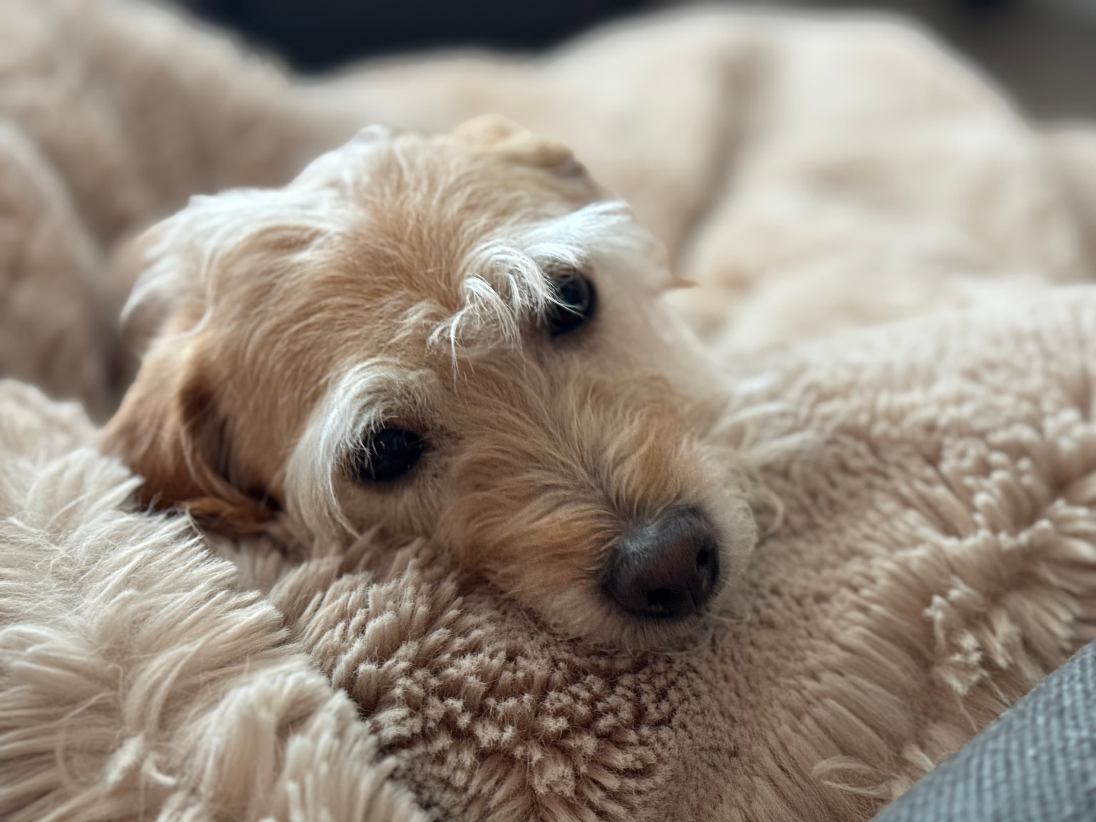 Ollie the chipoodle